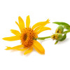 Crema regeneranta pentru corp, cu arnica montana BIO, Life Care®